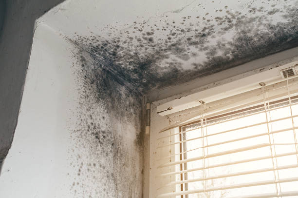 Affordable Mold Cleanup solutions in Avenue, MD